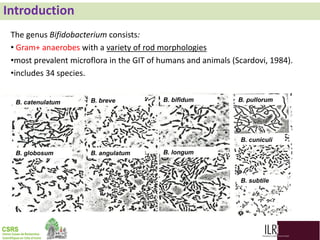 Biodiversity, phylogenetic relationship and antibacterial potential of Bifidobacterium species isolated from raw milk production chain in Abidjan, Côte d'Ivoire