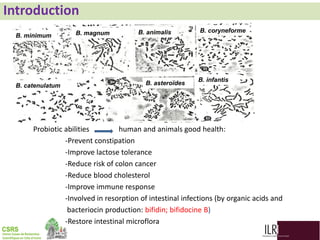 Biodiversity, phylogenetic relationship and antibacterial potential of Bifidobacterium species isolated from raw milk production chain in Abidjan, Côte d'Ivoire