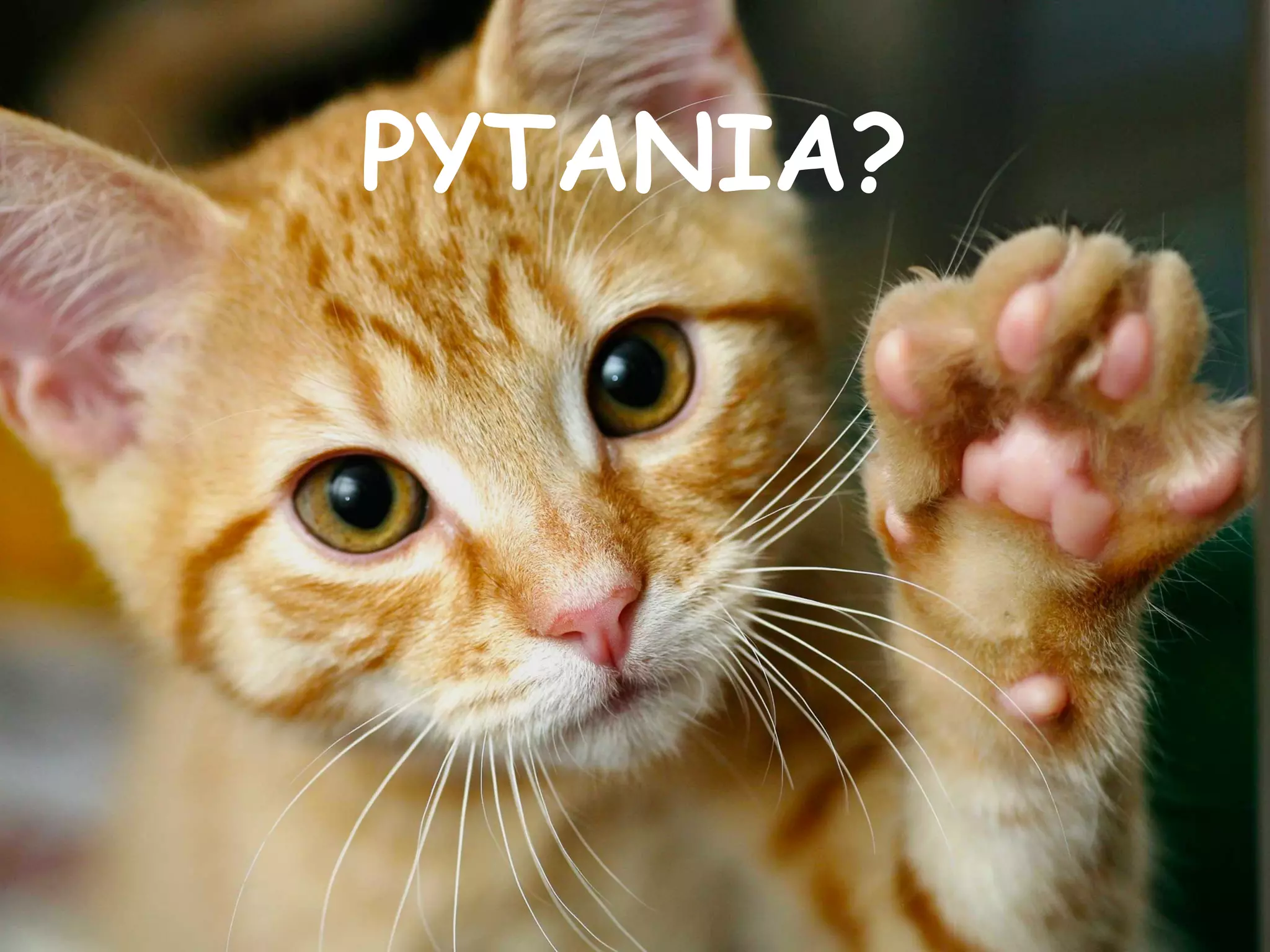 PYTANIA?
 