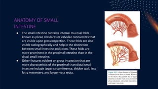 ANATOMY OF SMALL
INTESTINE
● The small intestine contains internal mucosal folds
known as plicae circulares or valvulae conniventes that
are visible upon gross inspection. These folds are also
visible radiographically and help in the distinction
between small intestine and colon. These folds are
more prominent in the proximal intestine than in the
distal small intestine.
● Other features evident on gross inspection that are
more characteristic of the proximal than distal small
intestine include larger circumference, thicker wall, less
fatty mesentery, and longer vasa recta.
 