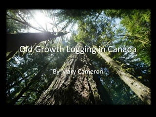 Old Growth Logging in Canada
By Mary Cameron
 