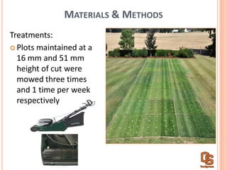 MATERIALS &  METHODS
Treatments:  
Plots  maintained  at  a  
16  mm  and  51  mm  
height  of  cut  were  
mowed  three  times  
and  1  time  per  week  
respectively  
 