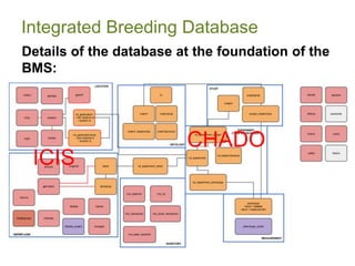 Integrated Breeding Database
Details of the database at the foundation of the
BMS:
ICIS
CHADO
 