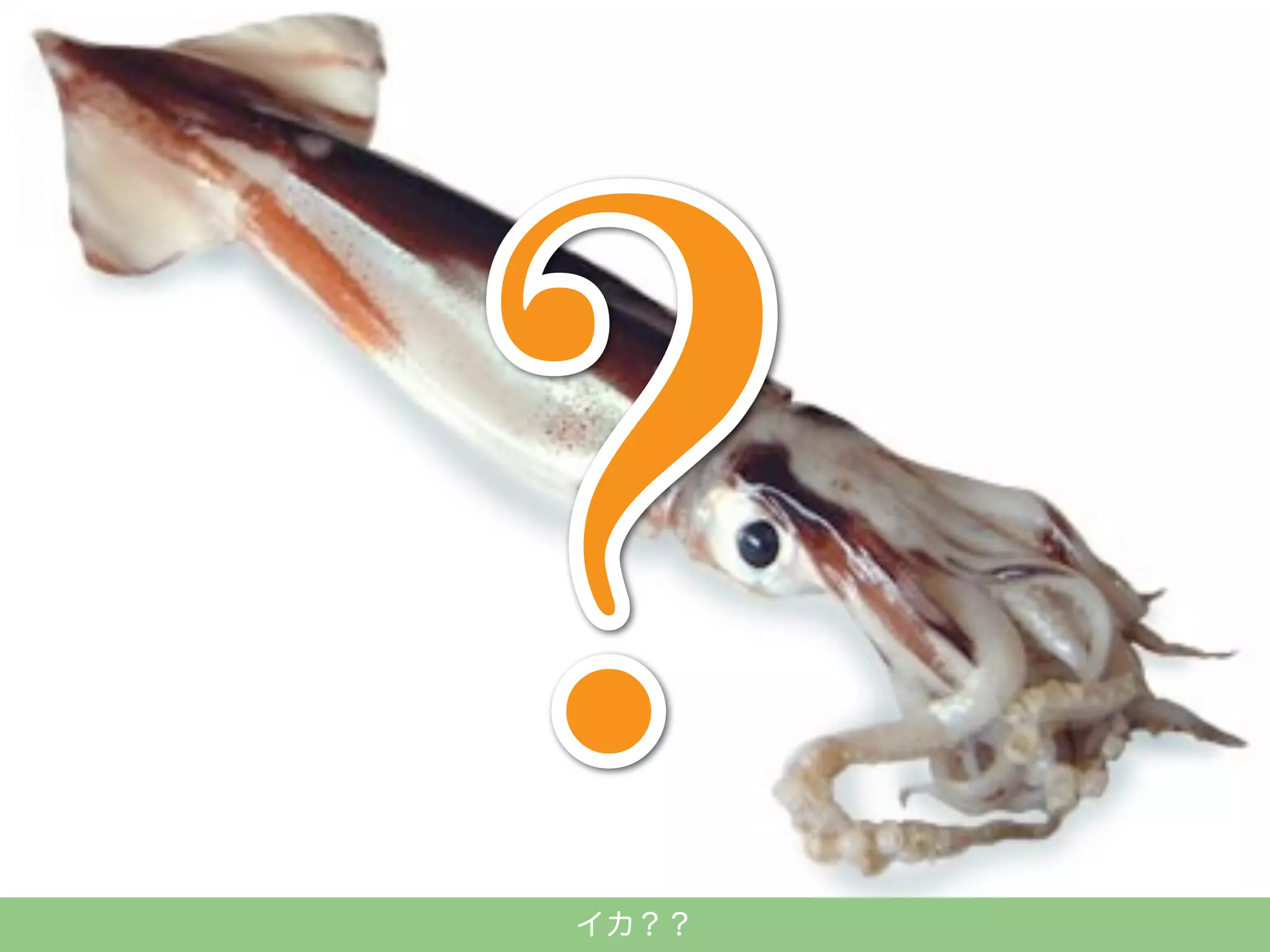 イカ？？

 