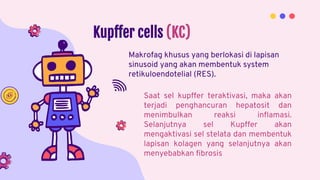 Makrofag khusus yang berlokasi di lapisan
sinusoid yang akan membentuk system
retikuloendotelial (RES).
Kupffer cells (KC)
Saat sel kupffer teraktivasi, maka akan
terjadi penghancuran hepatosit dan
menimbulkan reaksi inflamasi.
Selanjutnya sel Kupffer akan
mengaktivasi sel stelata dan membentuk
lapisan kolagen yang selanjutnya akan
menyebabkan fibrosis
 