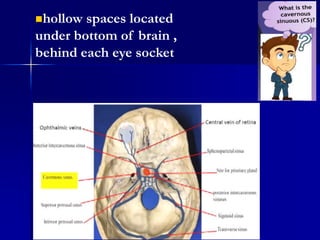hollow spaces located
under bottom of brain ,
behind each eye socket