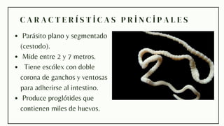 Comprehensive Overview of Cestodos : Pathogenesis, Diagnosis, and ...