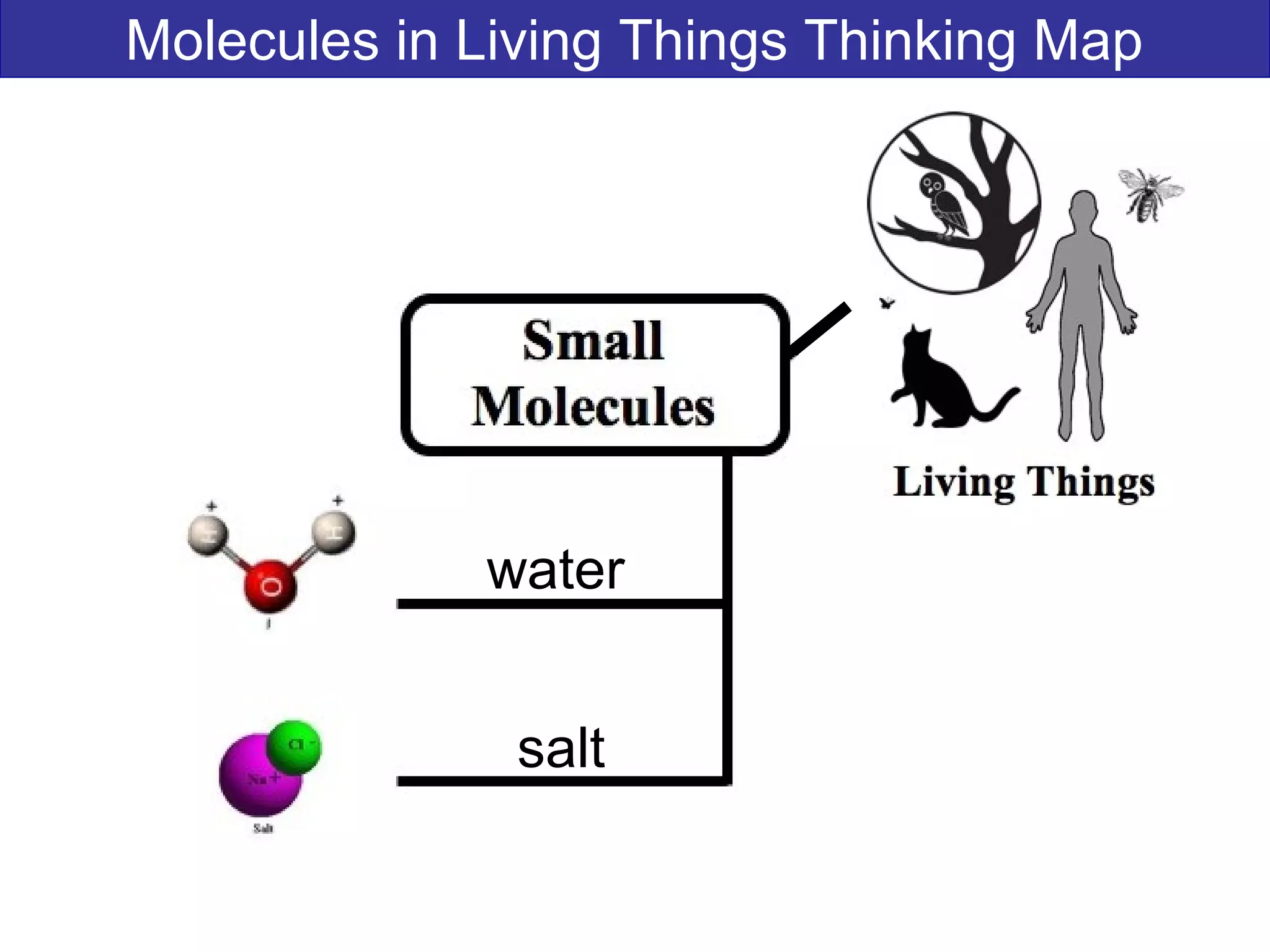 Molecules in Living Things Thinking Map
water
salt
 