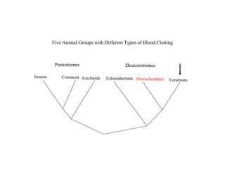 Protostomes Deuterostomes Crustacea Echinodermata Arachnida Insecta (Protochordata) Vertebrata Five Animal Groups with Different Types of Blood Clotting 