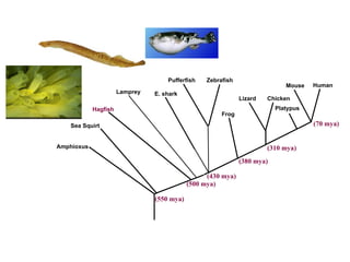 Hagfish Lamprey E. shark Pufferfish Zebrafish Frog Lizard Chicken Mouse Human (70 mya) (310 mya) (430 mya) (500 mya) (550 mya) Sea Squirt Amphioxus (380 mya) Platypus 