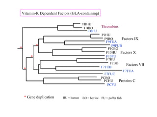 TBHU TBBO F9HU F9BO F9FUA F9FUB F10BO F10HU F10FU F7HU F7BO F7FUB F7FUA F7FUC PCBO PCHU PCFU TBFU Vitamin-K Dependent Factors (GLA-containing) Thrombins Factors IX Factors X Factors VII Proteins C * * * * *  Gene duplication HU = human BO = bovine FU = puffer fish 