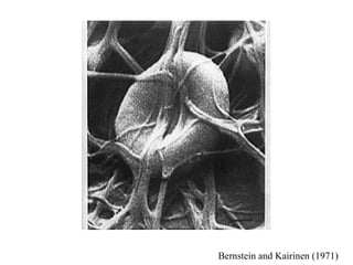 Bernstein and Kairinen (1971) 