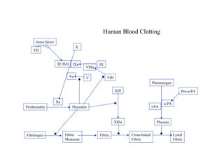 Fibrinogen Fibrin Monomer Fibrin Cross-linked Fibrin Lysed Fibrin Thrombin Prothrombin Xa XIIIa XIII Plasmin Plasminogen u-PA t-PA VIIIa IXa X Va VIII V TF/fVII VII tissue factor Pro-u-PA IX Human Blood Clotting 