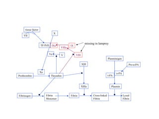 Fibrinogen Fibrin Monomer Fibrin Cross-linked Fibrin Lysed Fibrin Thrombin Prothrombin Xa XIIIa XIII Plasmin Plasminogen u-PA t-PA VIIIa IXa X Va VIII V TF/fVII VII tissue factor Pro-u-PA IX missing in lamprey 