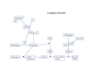 Fibrinogen Fibrin Monomer Fibrin Cross-linked Fibrin Lysed Fibrin Thrombin Prothrombin Xa XIIIa XIII Plasmin Plasminogen u-PA t-PA X Va V TF/fVII VII tissue factor Pro-u-PA Lamprey System 