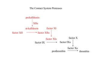 factor XII factor XIIa factor XI factor XIa factor IX factor IXa factor X factor Xa prekallikrein  -kallikrein XIIa prothrombin thrombin The Contact System Proteases 