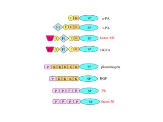 HGFA SP E E K F1 F2 factor XII SP E E K F1 F2 K SP SP SP K K P plasminogen SP P HGF SP P P P P factor XI P P P P SP PK K K t-PA F1 u-PA E E K K K K K K K 