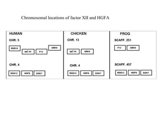 Chromosomal locations of factor XII and HGFA 