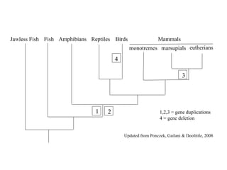 3 Jawless Fish Fish Amphibians Reptiles Birds monotremes marsupials eutherians Mammals 1 2 4 Updated from Ponczek, Gailani & Doolittle, 2008 1,2,3 = gene duplications  4 = gene deletion 