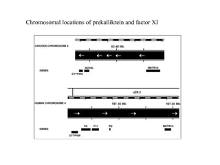 Chromosomal locations of prekallikrein and factor XI 