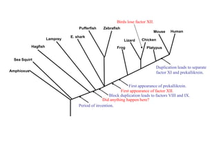 Duplication leads to separate factor XI and prekallikrein . Sea Squirt Hagfish Lamprey E. shark Pufferfish Zebrafish Frog Lizard Chicken Mouse Human Period of invention . Amphioxus Block duplication leads to factors VIII and IX. First appearance of factor XII. First appearance of prekallikrein. Birds lose factor XII. Did anything happen here? Platypus 