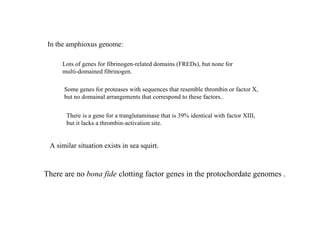 In the amphioxus genome: Lots of genes for fibrinogen-related domains (FREDs), but none for  multi-domained fibrinogen. Some genes for proteases with sequences that resemble thrombin or factor X, but no domainal arrangements that correspond to these factors.. There is a gene for a tranglutaminase that is 39% identical with factor XIII, but it lacks a thrombin-activation site. A similar situation exists in sea squirt. There are no  bona fide  clotting factor genes in the protochordate genomes . 