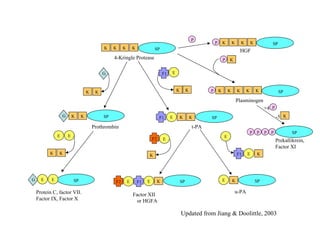 4-Kringle Protease u-PA Factor XII or HGFA HGF Updated from Jiang & Doolittle, 2003 Prekallikrein,  Factor XI +4 -5 E E K K K K K Protein C, factor VII. Factor IX, Factor X K K K K SP Prothrombin K K SP G G SP G K SP t-PA E K K SP F1 E F1 E F2 K E E SP F1 F2 K K K F1 E Plasminogen P K K K K K SP P K E E E E P P K K K K SP P P SP P P P K 