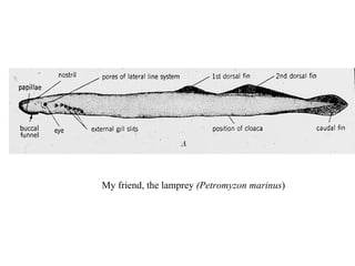 My friend, the lamprey  (Petromyzon marinus ) 