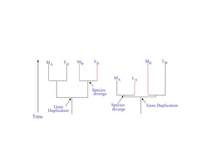 Gene Time Duplication Gene Duplication M A F A M B F B Species  diverge M B L B M A L A diverge Species  