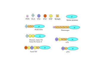 K u-PA SP F1 K E E Factor XII SP F1 F2 Prothrombin K K SP G Plasminogen P K K K K K SP K Kringle SP Serine protease G GLA P PAN F2 FN2 F1 FN1 Protein C, factor VII. Factor IX, Factor X SP G t-PA E K K SP F1 E E EGF E 