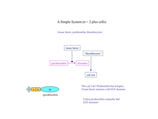“ thrombocytes” cell clot (pro)thrombin tissue factor A Simple System (n = 2 plus cells) (tissue factor, prothrombin, thrombocytes) thrombin This can’t be! Prothrombin has kringles; Tissue factor interacts with EGF domains. Unless prothrombin originally had EGF domains! (pro)thrombin K K SP G 