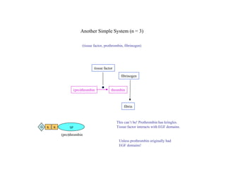 fibrinogen fibrin (pro)thrombin tissue factor Another Simple System (n = 3) (tissue factor, prothrombin, fibrinogen) thrombin (pro)thrombin This can’t be! Prothrombin has kringles. Tissue factor interacts with EGF domains. Unless prothrombin originally had EGF domains! K K SP G 