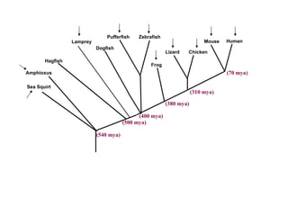 Hagfish Lamprey Dogfish Pufferfish Zebrafish Frog Lizard Chicken Mouse Human (70 mya) (310 mya) (400 mya) (500 mya) (540 mya) Sea Squirt Amphioxus (380 mya) 