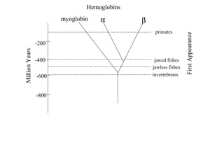 invertebrates jawless fishes jawed fishes primates   myoglobin First Appearance Million Years Hemoglobins -200 -400 -600 -800 