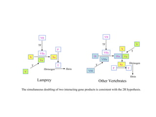 X VII P V Xa VIIa TF T T Va fibrinogen fibrin Lamprey IX VII X IXa VIIa TF T VIIIa fibrinogen fibrin P T Xa Va V T Other Vertebrates VIII The simultaneous doubling of two interacting gene products is consistent with the 2R hypothesis. 