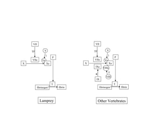 Other Vertebrates Lamprey X VII P VIIa TF Va T Xa IX IXa T VIIIa X VII P VIIa TF Va T Xa * T fibrinogen fibrin V T fibrinogen fibrin V VIII 