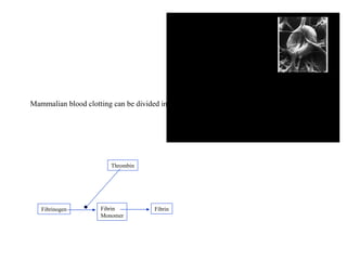 Mammalian blood clotting can be divided into sets of reactions . Fibrinogen Fibrin Monomer Fibrin Thrombin 