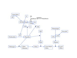 Fibrinogen Fibrin Monomer Fibrin Cross-linked Fibrin Thrombin Prothrombin Xa XIIIa XIII VIIIa IXa X Va VIII V TF/fVII VII tissue factor IX Lysed Fibrin Plasmin Plasminogen u-PA t-PA Pro-u-PA XIIa Kallikrein XII Prekallikrein (HMWK) 