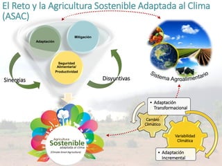Cadenas de café y cacao adaptadas al clima en el Perú