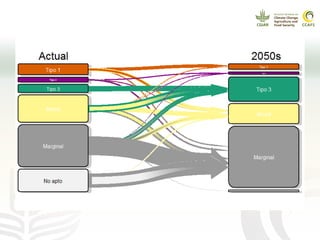 Cadenas de café y cacao adaptadas al clima en el Perú