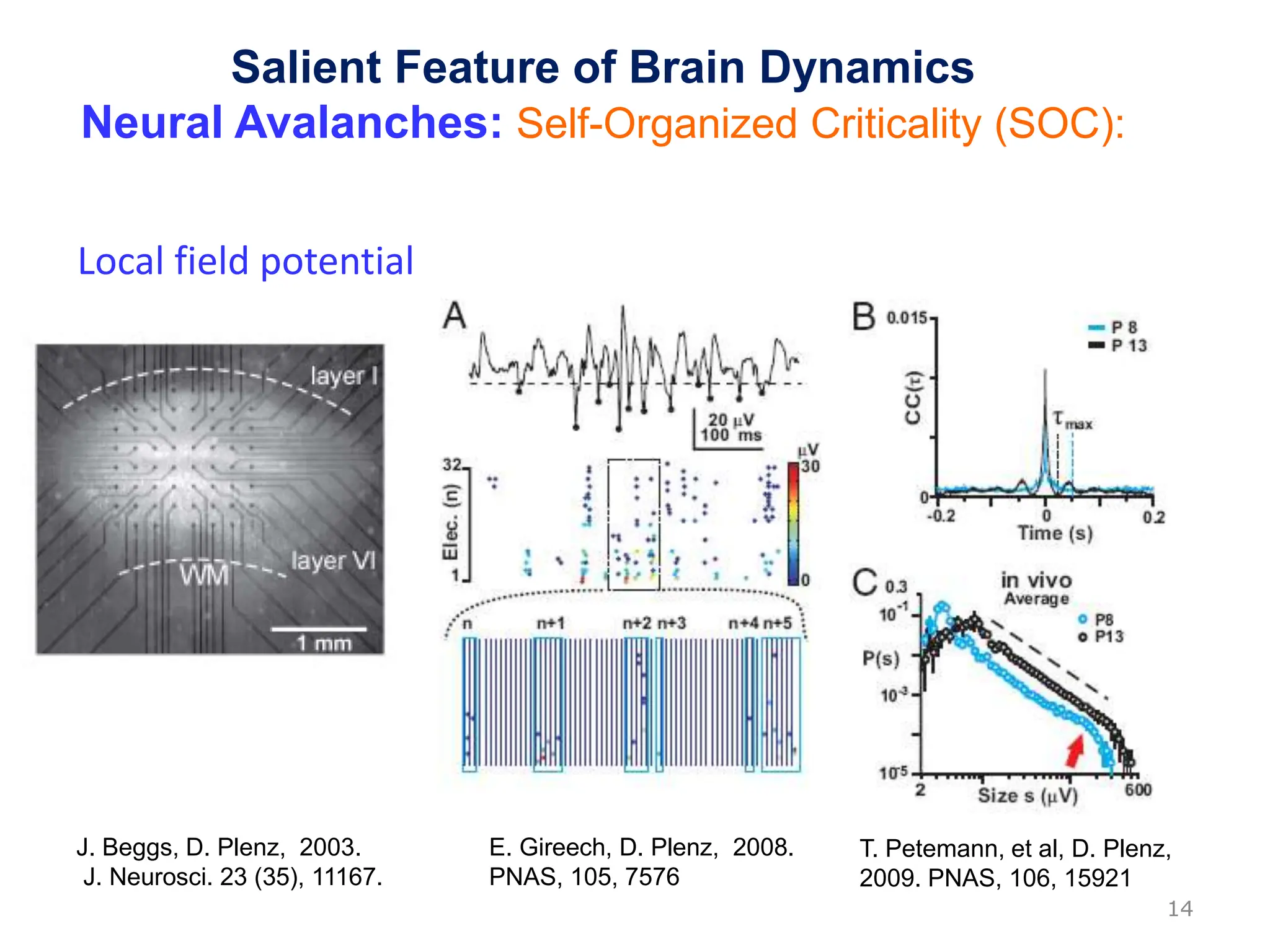 J. Beggs, D. Plenz, 2003.
J. Neurosci. 23 (35), 11167.
Salient Feature of Brain Dynamics
Neural Avalanches: Self-Organized Criticality (SOC):
E. Gireech, D. Plenz, 2008.
PNAS, 105, 7576
T. Petemann, et al, D. Plenz,
2009. PNAS, 106, 15921
14
Local field potential
 