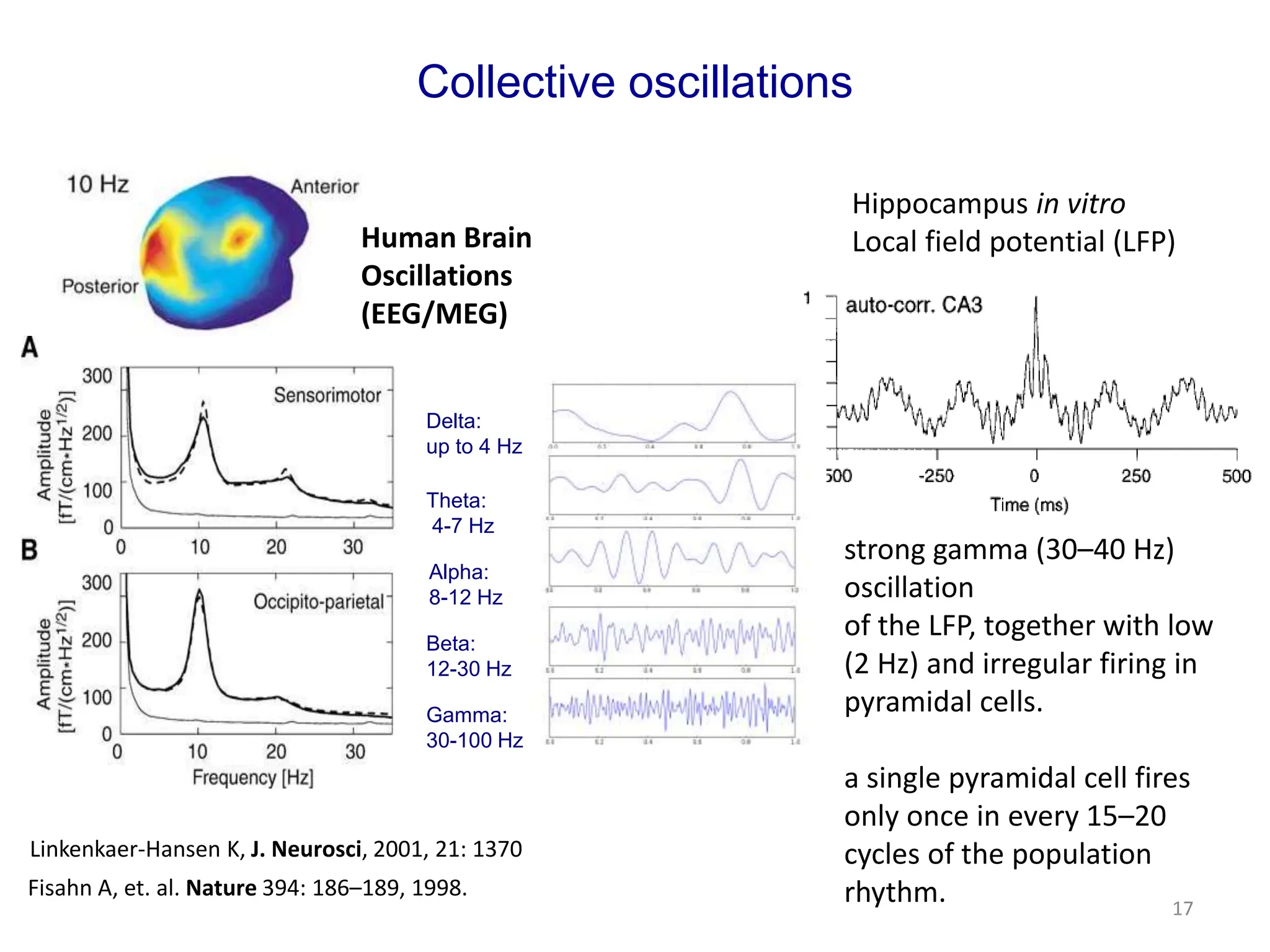 Collective oscillations
17
strong gamma (30–40 Hz)
oscillation
of the LFP, together with low
(2 Hz) and irregular firing in
pyramidal cells.
a single pyramidal cell fires
only once in every 15–20
cycles of the population
rhythm.
Fisahn A, et. al. Nature 394: 186–189, 1998.
Human Brain
Oscillations
(EEG/MEG)
Hippocampus in vitro
Local field potential (LFP)
Linkenkaer-Hansen K, J. Neurosci, 2001, 21: 1370
Theta:
4-7 Hz
Alpha:
8-12 Hz
Beta:
12-30 Hz
Gamma:
30-100 Hz
Delta:
up to 4 Hz
 