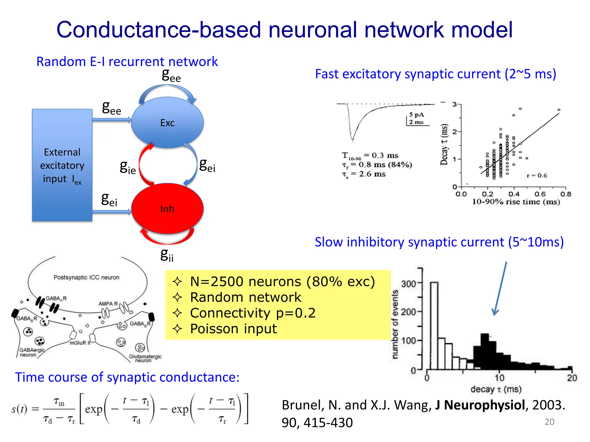 Conductance-based neuronal network model
Brunel, N. and X.J. Wang, J Neurophysiol, 2003.
90, 415-430
Random E-I recurrent network
Time course of synaptic conductance:
Slow inhibitory synaptic current (5~10ms)
Exc
Inh
External
excitatory
input Iex
=( )+ ( ) ( )
+ ( )
=( )+ ( ) ( )
+ ( )
gee
gii
gei
gie
gee
gei
Evolving Equations for potentials:
(t)=
(t)=
Time courses of synaptic conductance:
Fast excitatory synaptic current (2~5 ms)
 N=2500 neurons (80% exc)
 Random network
 Connectivity p=0.2
 Poisson input
20
 