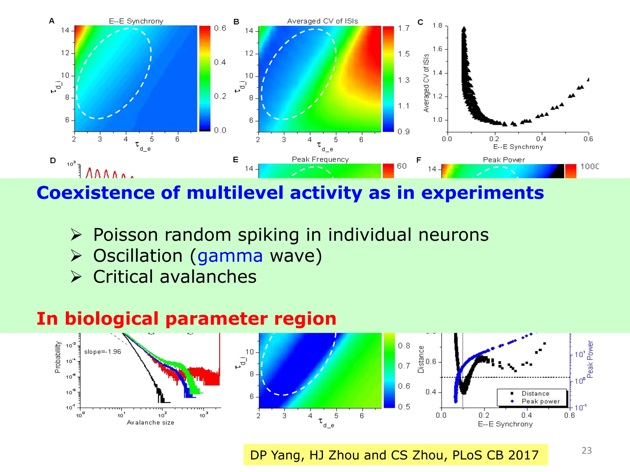 Coexistence of multilevel activity as in experiments
 Poisson random spiking in individual neurons
 Oscillation (gamma wave)
 Critical avalanches
In biological parameter region
23
DP Yang, HJ Zhou and CS Zhou, PLoS CB 2017
 