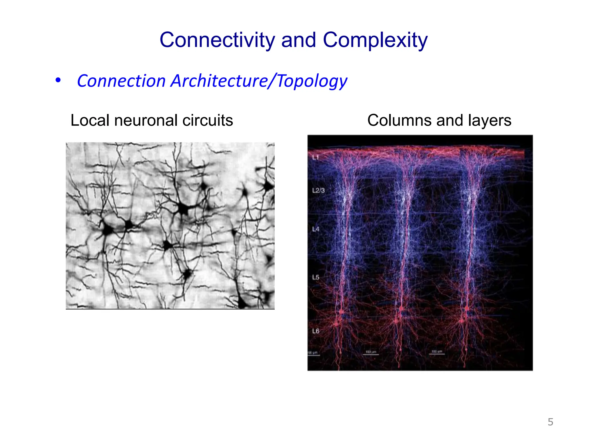 Columns and layers
Local neuronal circuits
Connectivity and Complexity
5
• Connection Architecture/Topology
 