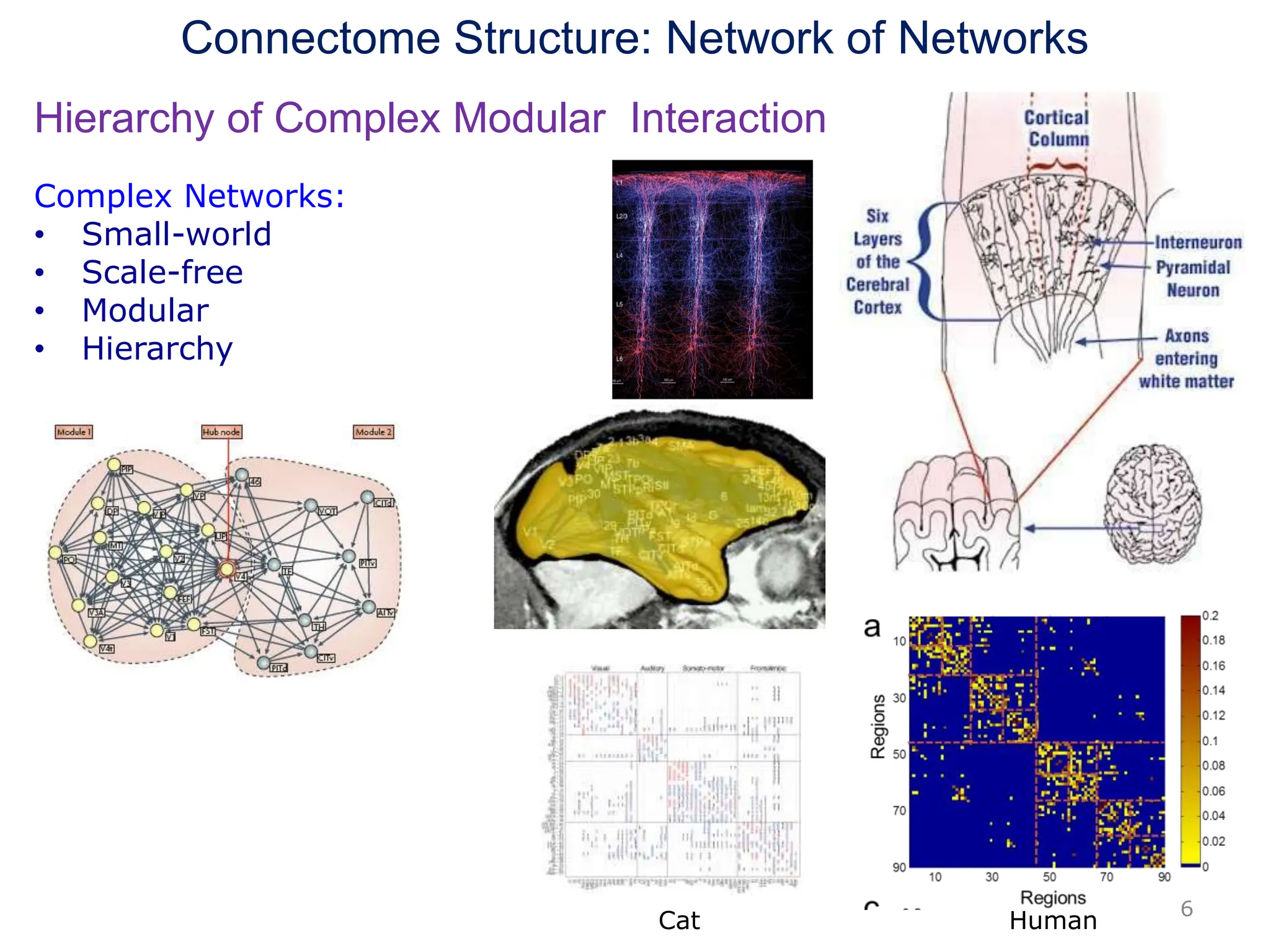 Connectome Structure: Network of Networks
Hierarchy of Complex Modular Interaction
6
Complex Networks:
• Small-world
• Scale-free
• Modular
• Hierarchy
Cat Human
 