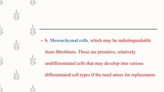 – b. Mesenchymal cells, which may be indistinguishable
from fibroblasts. These are primitive, relatively
undifferentiated cells that may develop into various
differentiated cell types if the need arises for replacement.
 