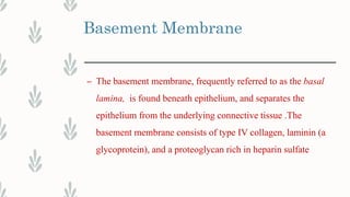 Basement Membrane
– The basement membrane, frequently referred to as the basal
lamina, is found beneath epithelium, and separates the
epithelium from the underlying connective tissue .The
basement membrane consists of type IV collagen, laminin (a
glycoprotein), and a proteoglycan rich in heparin sulfate
 