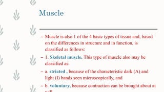 Muscle
– Muscle is also 1 of the 4 basic types of tissue and, based
on the differences in structure and in function, is
classified as follows:
– 1. Skeletal muscle. This type of muscle also may be
classified as:
– a. striated , because of the characteristic dark (A) and
light (I) bands seen microscopically, and
– b. voluntary, because contraction can be brought about at
 