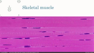 Skeletal muscle
 